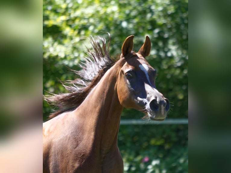 Straight Egyptian Mare 15 years Chestnut-Red in Hetzenhausen