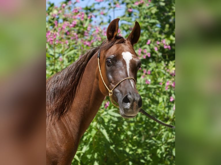 Straight Egyptian Mare 15 years Chestnut-Red in Hetzenhausen
