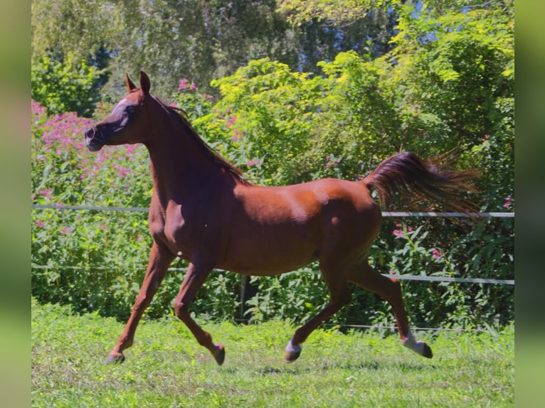 Straight Egyptian Mare 15 years Chestnut-Red in Hetzenhausen