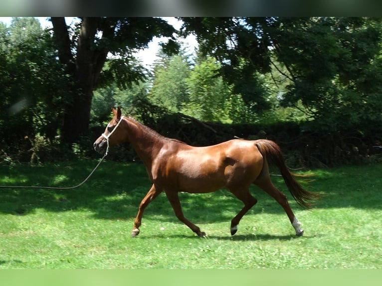 Straight Egyptian Mare 15 years Chestnut-Red in Hetzenhausen