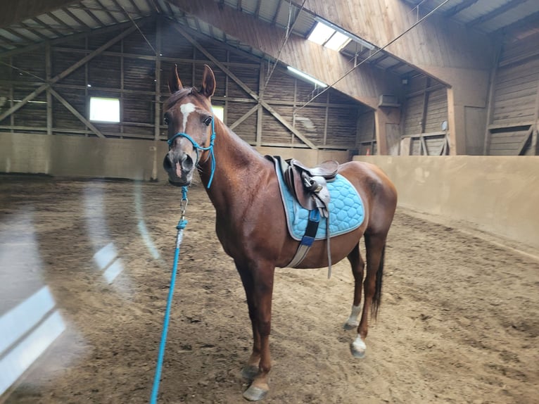 Straight Egyptian Mare 15 years Chestnut-Red in Hetzenhausen