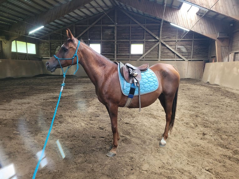 Straight Egyptian Mare 15 years Chestnut-Red in Hetzenhausen