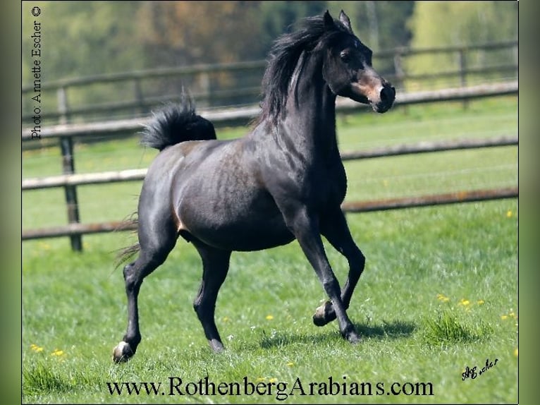 Straight Egyptian Mare 16 years 14,2 hh Smoky-Black in Monheim