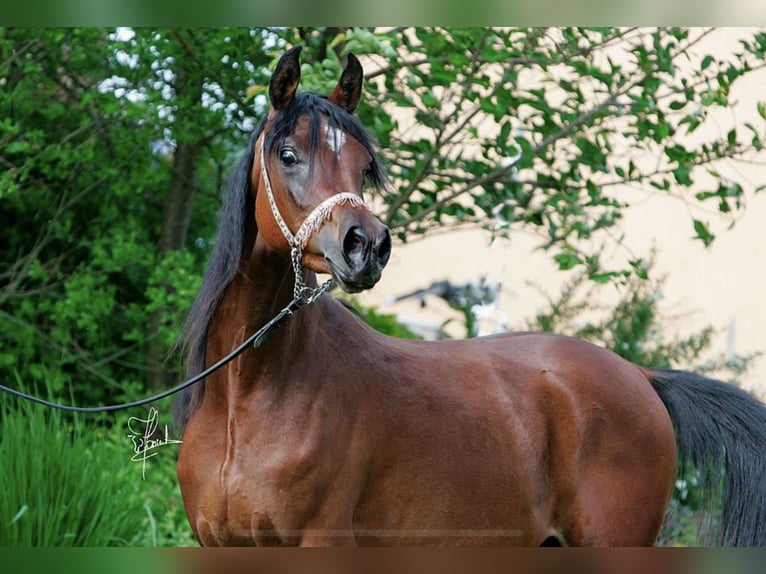 Straight Egyptian Mare 16 years 15 hh Brown in Wassertrüdingen