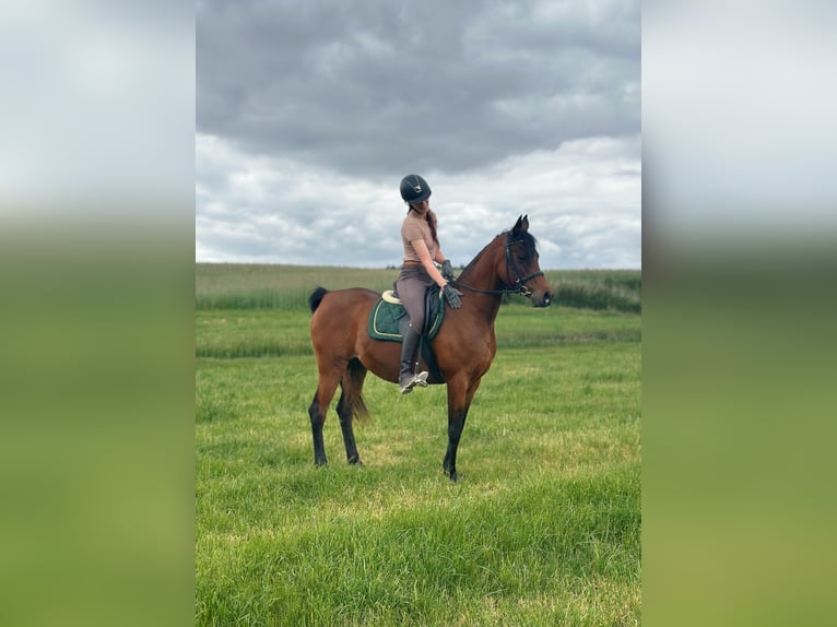 Straight Egyptian Mare 16 years 15 hh Brown in Wassertrüdingen