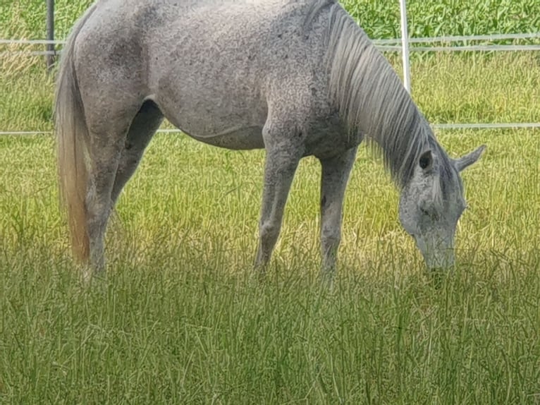 Straight Egyptian Mare 16 years 15 hh Brown Falb mold in Gescher Hochmoor