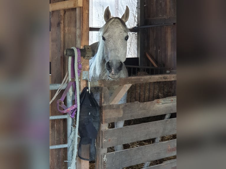 Straight Egyptian Mare 16 years 15 hh Brown Falb mold in Gescher Hochmoor