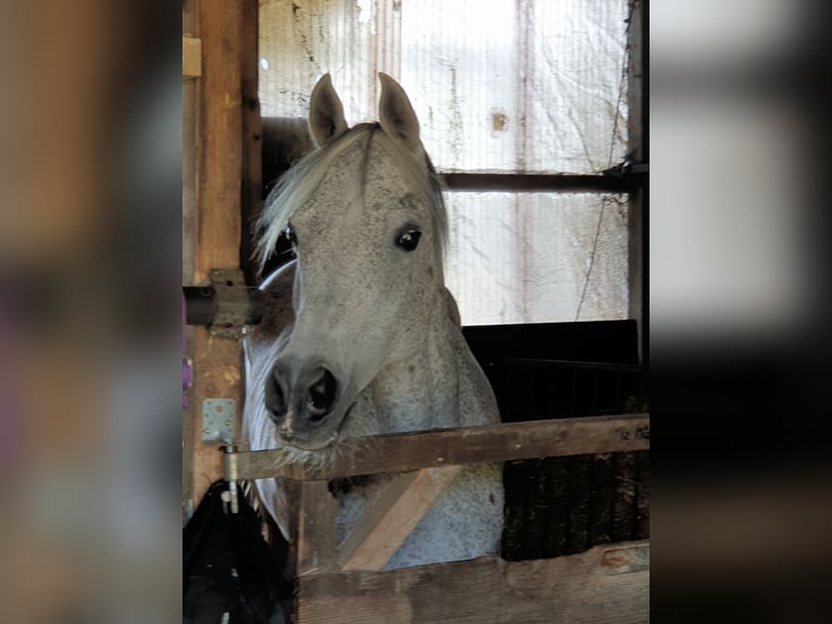 Straight Egyptian Mare 16 years 15 hh Brown Falb mold in Gescher Hochmoor