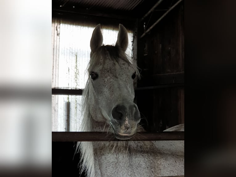 Straight Egyptian Mare 16 years 15 hh Brown Falb mold in Gescher Hochmoor