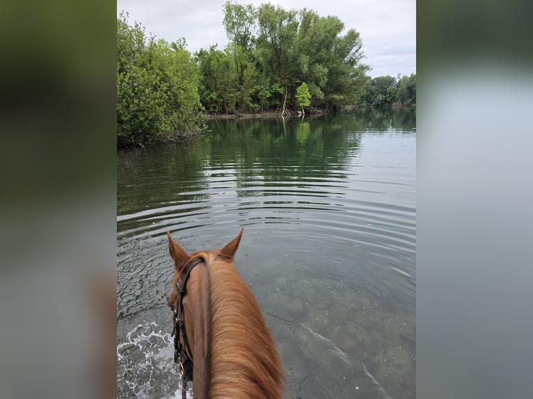 Straight Egyptian Mix Mare 16 years 15,1 hh Chestnut in Duisburg