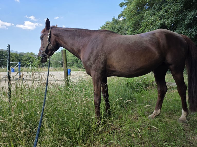 Straight Egyptian Mix Mare 16 years 15,1 hh Chestnut in Duisburg
