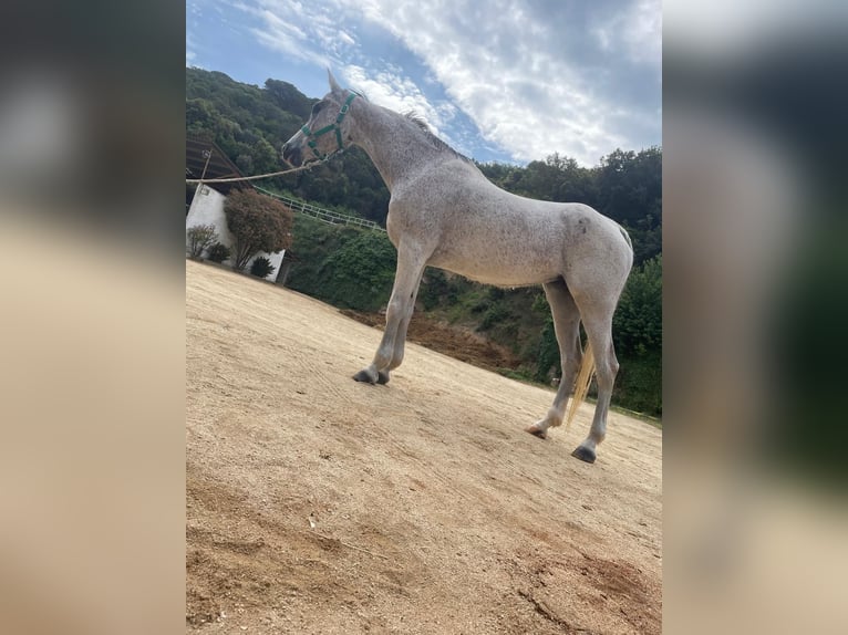 Straight Egyptian Mare 16 years 16 hh Grey in Sant Andreu De Llavaneres