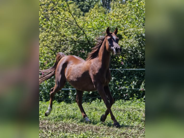 Straight Egyptian Mare 16 years Chestnut-Red in Hetzenhausen