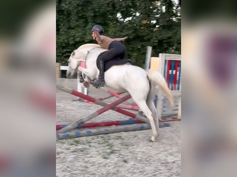 Straight Egyptian Mix Mare 17 years 13,3 hh Gray-Fleabitten in Cheb