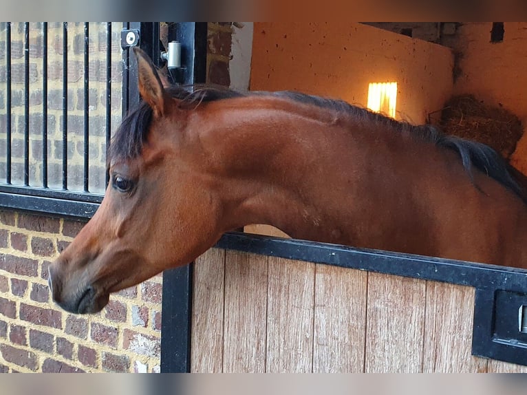 Straight Egyptian Mare 17 years 15,2 hh Brown in Boutersem