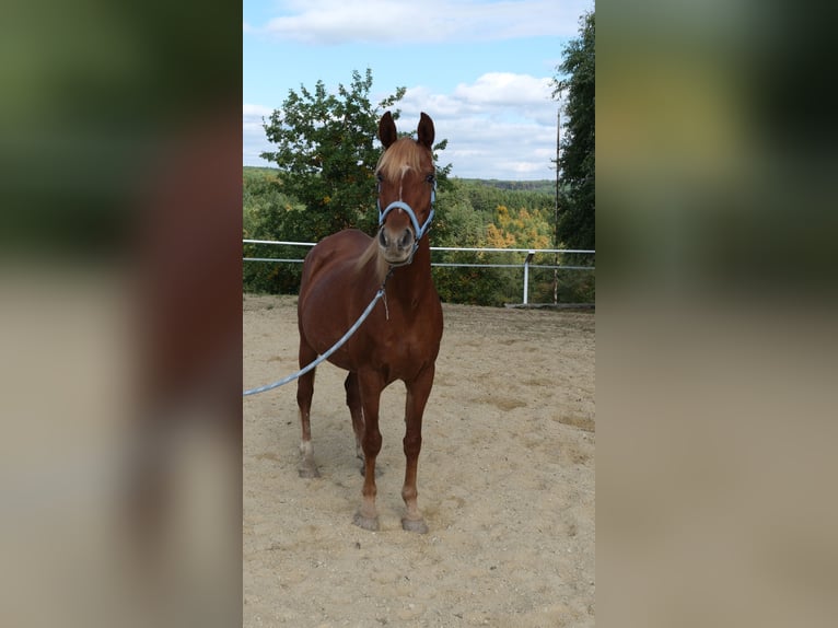 Straight Egyptian Mare 17 years 15,1 hh Chestnut-Red in Neuhaus in der Wart