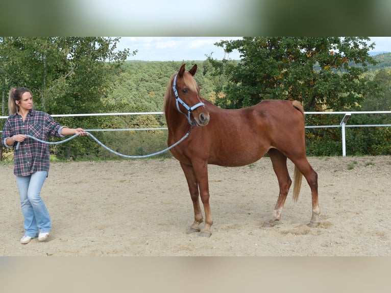 Straight Egyptian Mare 17 years 15,1 hh Chestnut-Red in Neuhaus in der Wart