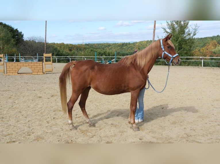 Straight Egyptian Mare 17 years 15,1 hh Chestnut-Red in Neuhaus in der Wart