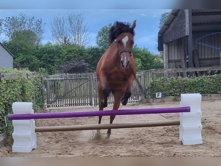 Straight Egyptian Mare 18 years 15,2 hh Brown in Boutersem