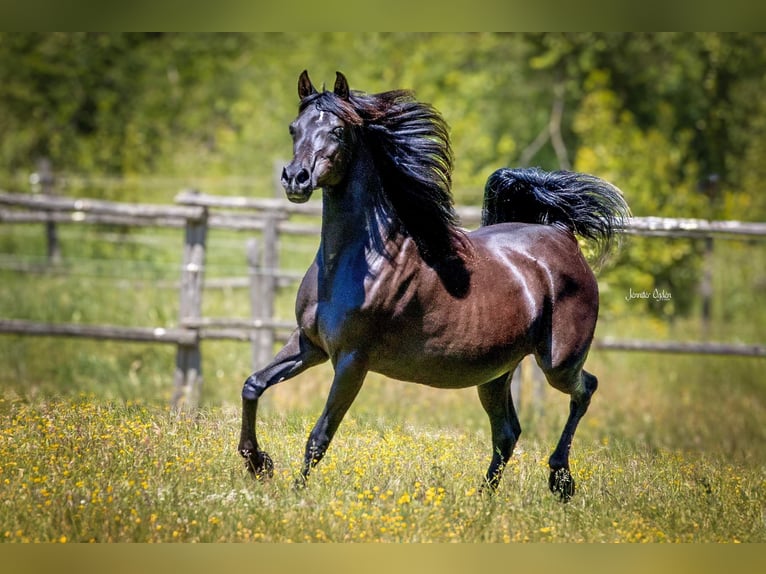 Straight Egyptian Mare 18 years 15 hh Black in Puchberg
