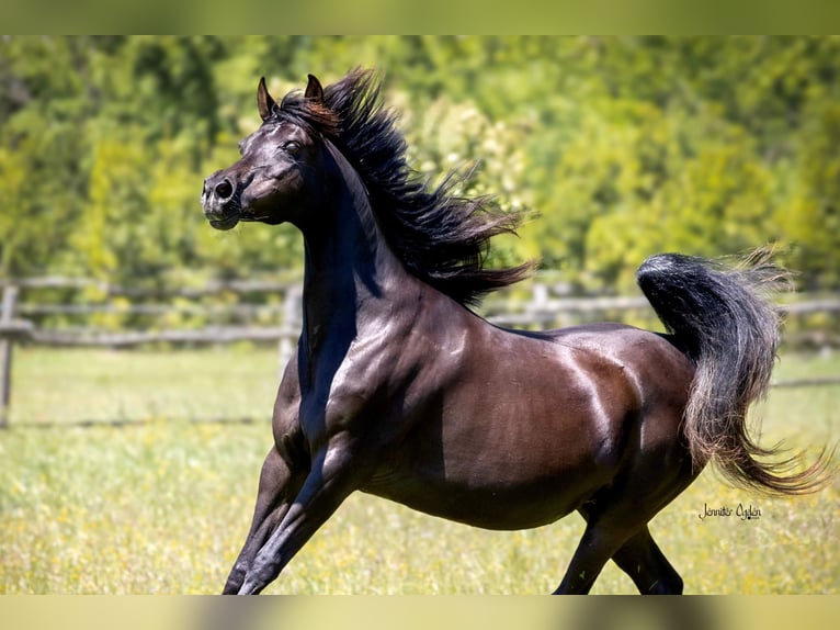 Straight Egyptian Mare 18 years 15 hh Black in Puchberg