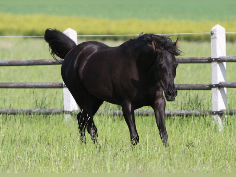 Straight Egyptian Mare 19 years 15 hh Black in St. Bartholomä