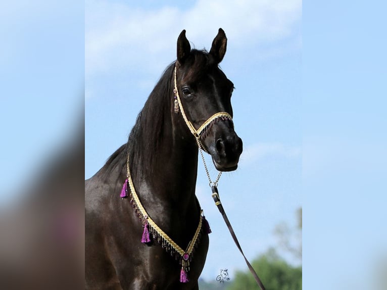 Straight Egyptian Mare 19 years 15 hh Black in St. Bartholomä