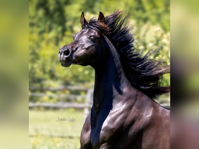 Straight Egyptian Mare 19 years 15 hh Black in Puchberg