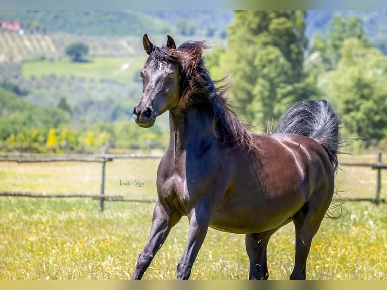 Straight Egyptian Mare 19 years 15 hh Black in Puchberg