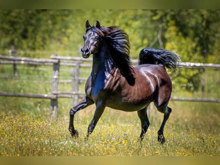 Straight Egyptian Mare 19 years 15 hh Black in Puchberg