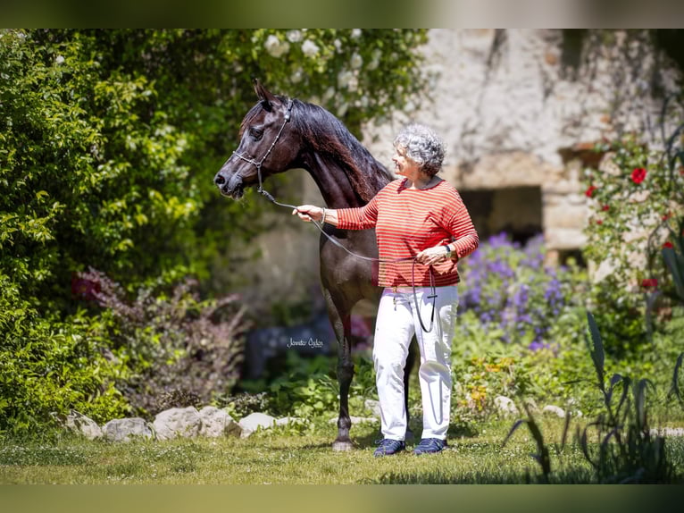 Straight Egyptian Mare 19 years 15 hh Black in Puchberg