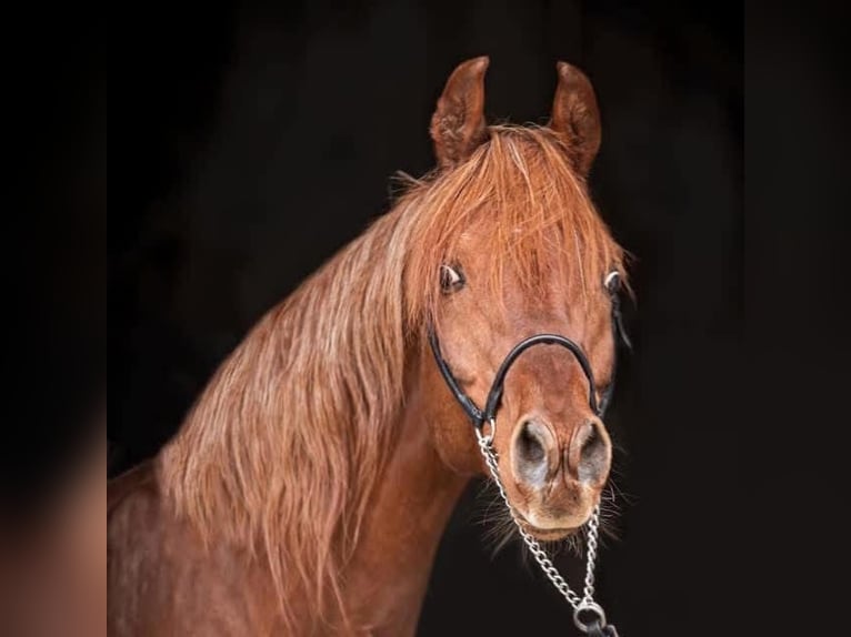 Straight Egyptian Mare 1 year 15,1 hh Chestnut-Red in Arenrath