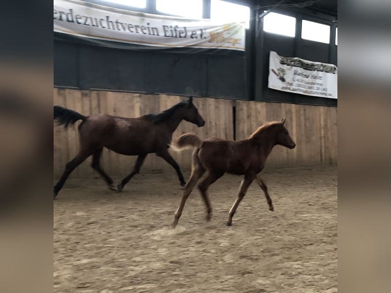 Straight Egyptian Mare 1 year 15,1 hh Chestnut-Red in Arenrath