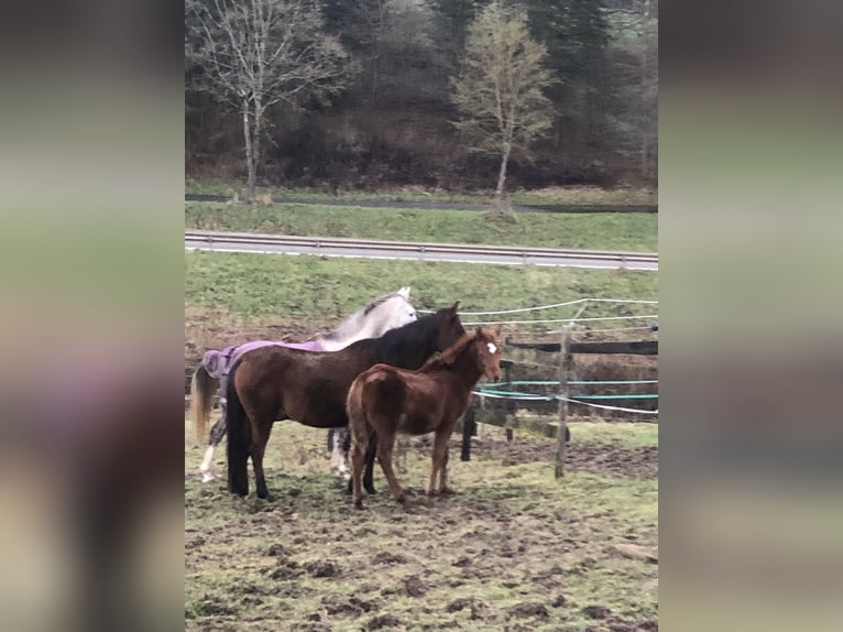 Straight Egyptian Mare 1 year 15,1 hh Chestnut-Red in Arenrath