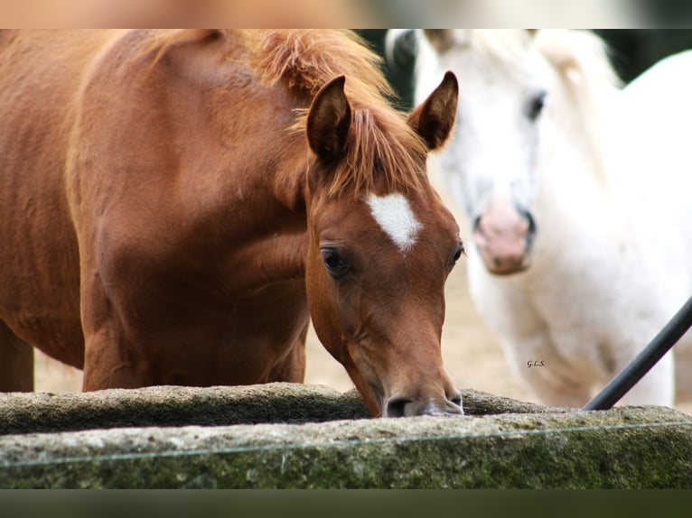 Straight Egyptian Mare 1 year 15,1 hh Chestnut-Red in Guarda, A