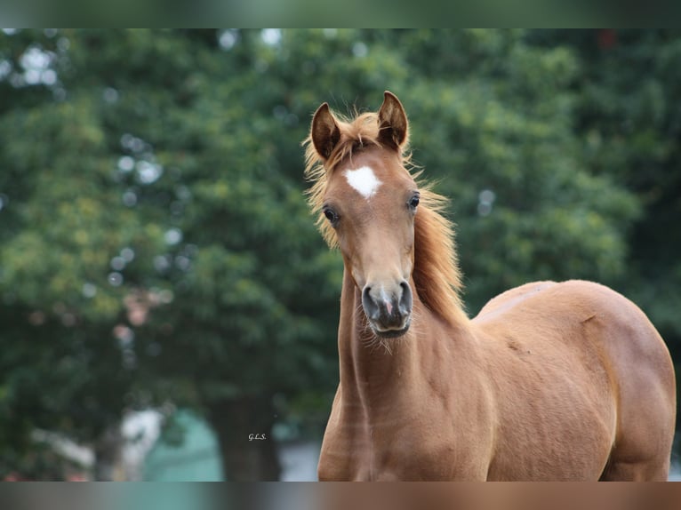 Straight Egyptian Mare 1 year 15,1 hh Chestnut-Red in Guarda, A