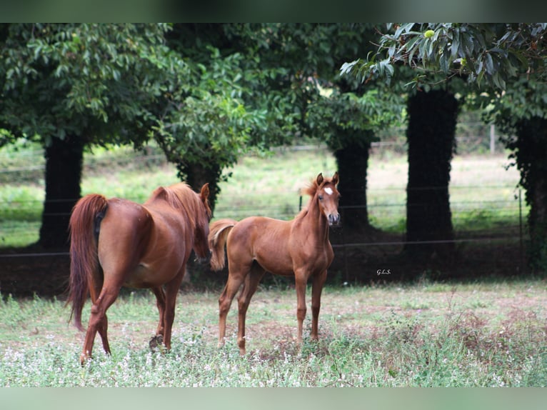 Straight Egyptian Mare 1 year 15,1 hh Chestnut-Red in Guarda, A