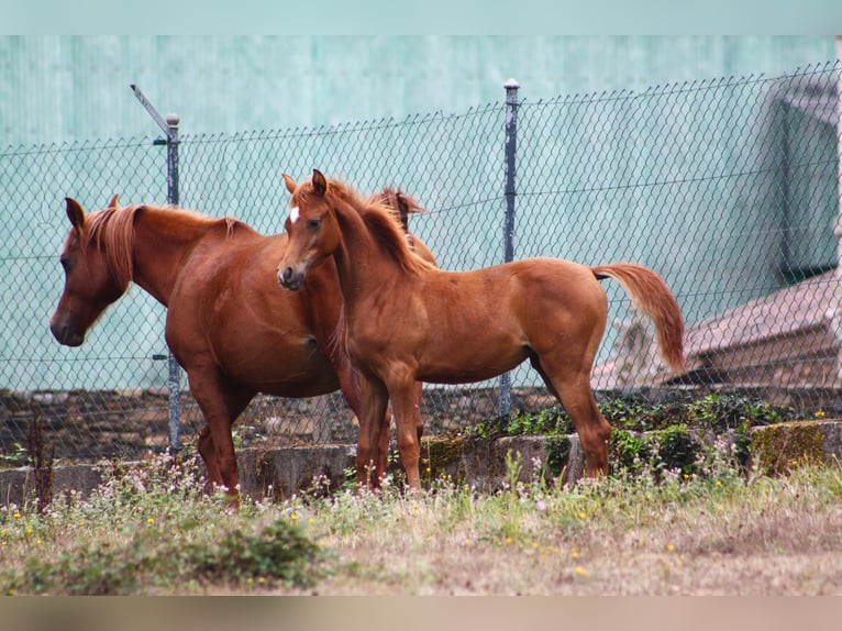 Straight Egyptian Mare 1 year 15,1 hh Chestnut-Red in Guarda, A