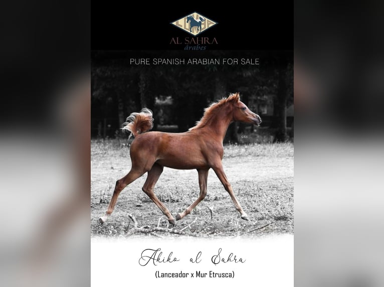 Straight Egyptian Mare 1 year 15,2 hh Chestnut-Red in Guarda, A