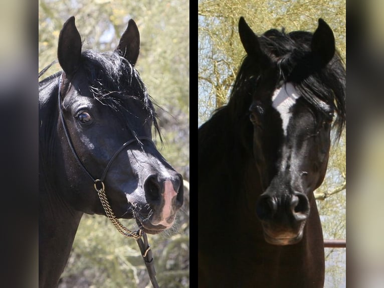 Straight Egyptian Mare 1 year 15 hh Black in Scottsdale