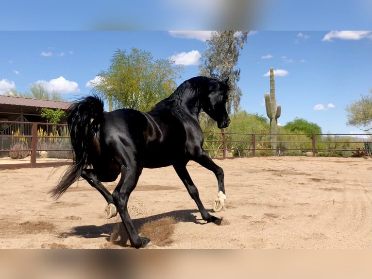 Straight Egyptian Mare 1 year 15 hh Black in Scottsdale
