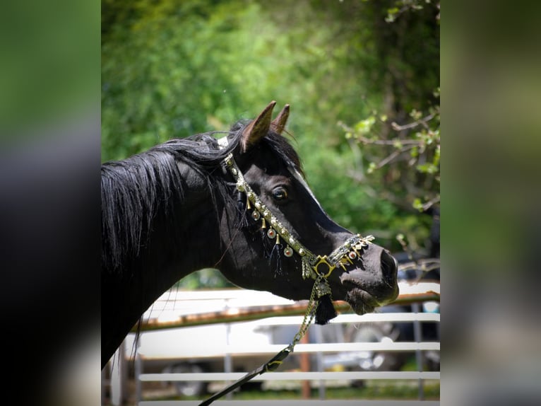 Straight Egyptian Mare 1 year 15 hh Black in Röhrnbach