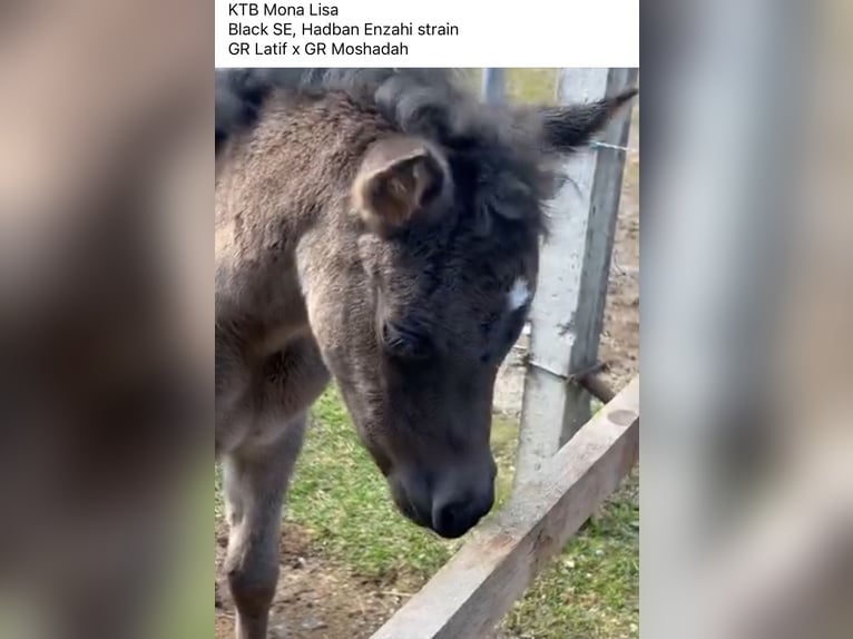 Straight Egyptian Mare 1 year 15 hh Black in Röhrnbach