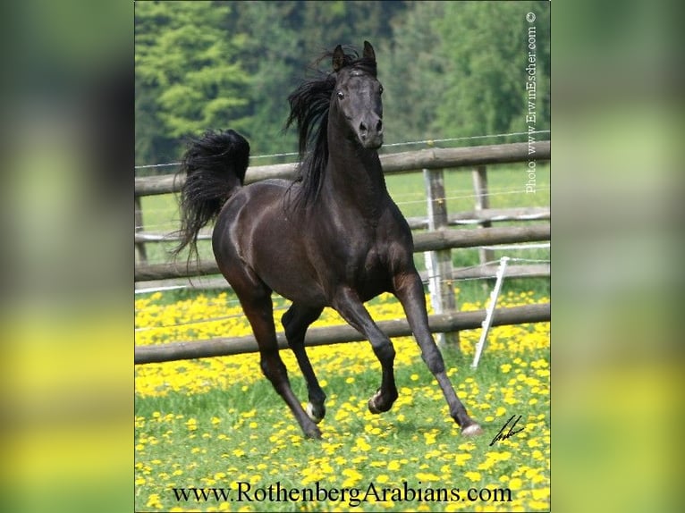 Straight Egyptian Mare 1 year 15 hh Brown in Monheim