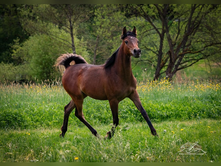 Straight Egyptian Mare 1 year 15 hh Brown in Biesdorf