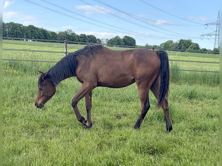 Straight Egyptian Mare 1 year 15 hh Brown in Dahlem