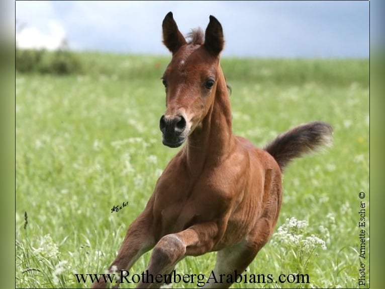 Straight Egyptian Mare 1 year 15 hh Brown in Monheim