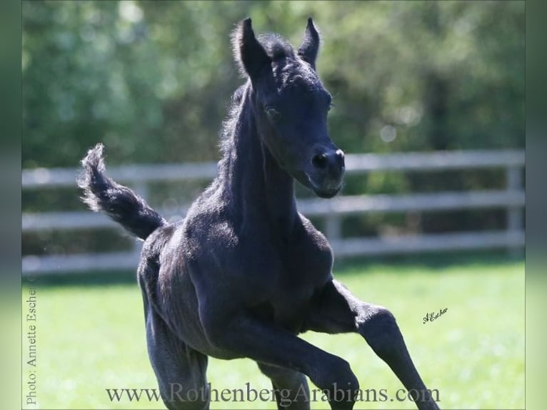 Straight Egyptian Mare 1 year 15 hh Brown in Monheim