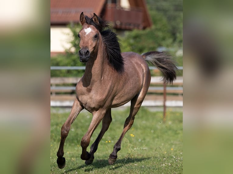 Straight Egyptian Mare 1 year 15 hh Can be white in Blankenhain