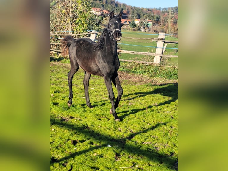 Straight Egyptian Mare 1 year Black in Stallhofen